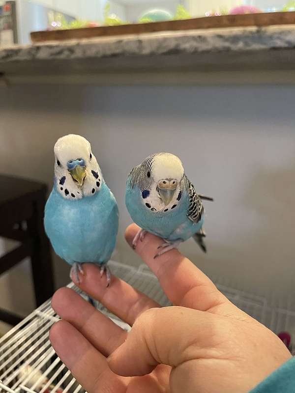 parakeet-for-sale-in-livonia-mi