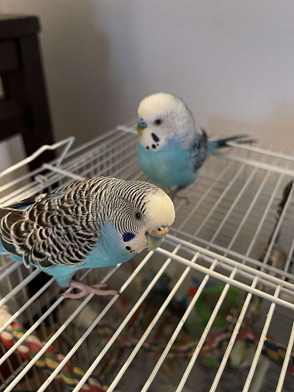 adult-bird-for-sale-in-livonia-mi