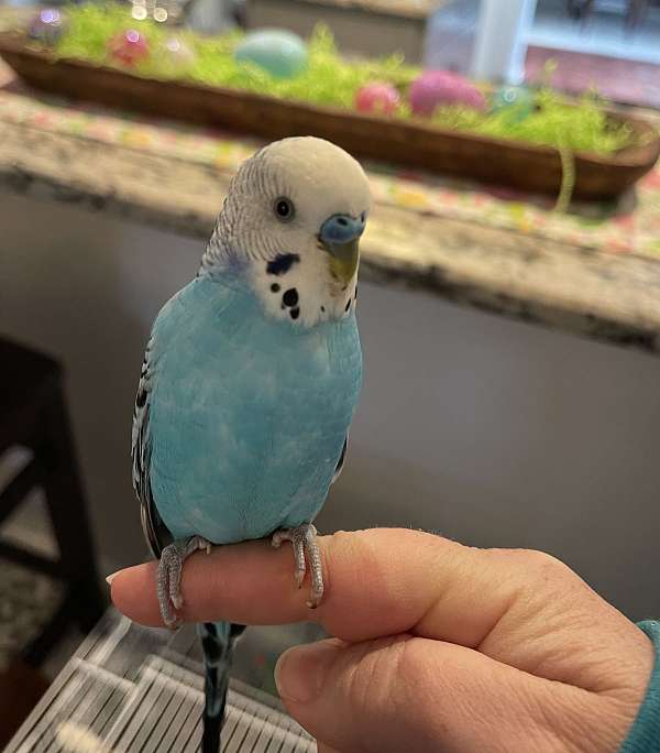 male-female-bird-for-sale-in-livonia-mi