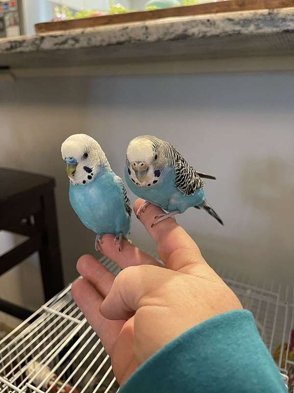 parakeet-for-sale