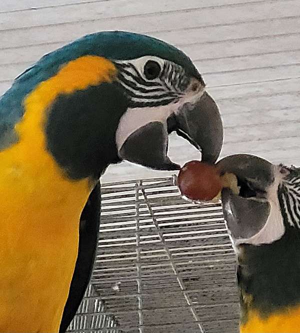 macaw-for-sale-in-dover-fl