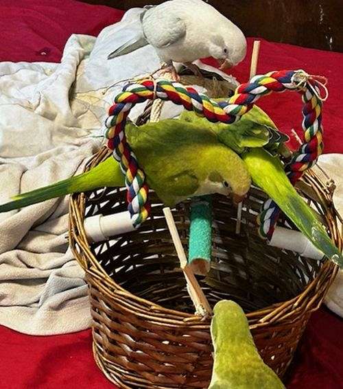 grey-quaker-parrots-for-sale
