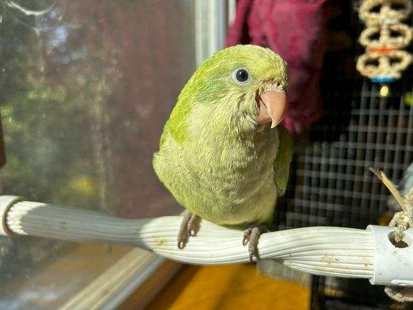 opaline-quaker-parrots-for-sale