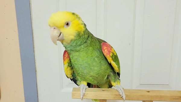 double-yellow-head-amazon-parrot-for-sale-in-lincolnton-nc