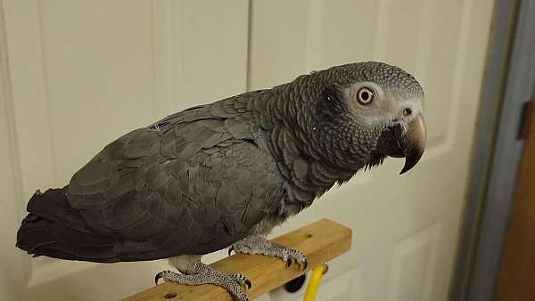 timneh-african-grey-parrot-for-sale-in-lincolnton-nc