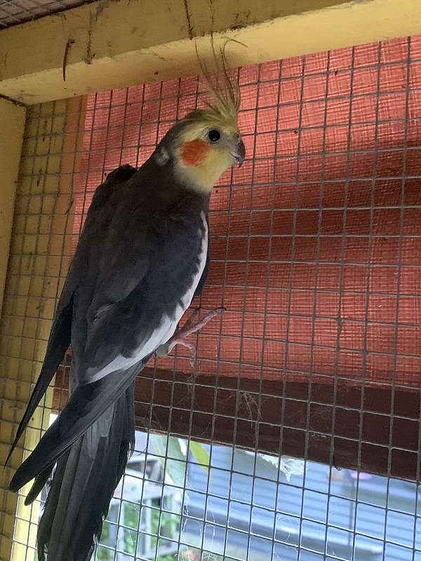 male-bird-for-sale-in-west-virginia