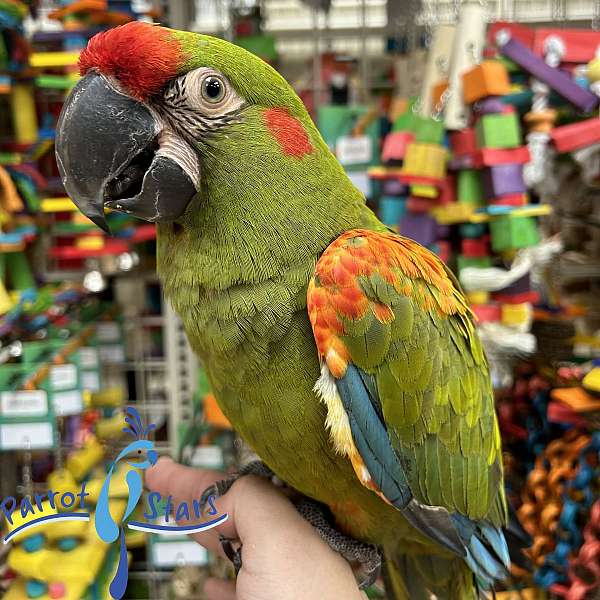 red-front-macaw-for-sale-in-arlington-heights-il