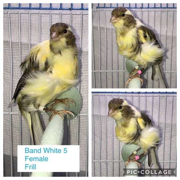 brown-red-canary-for-sale