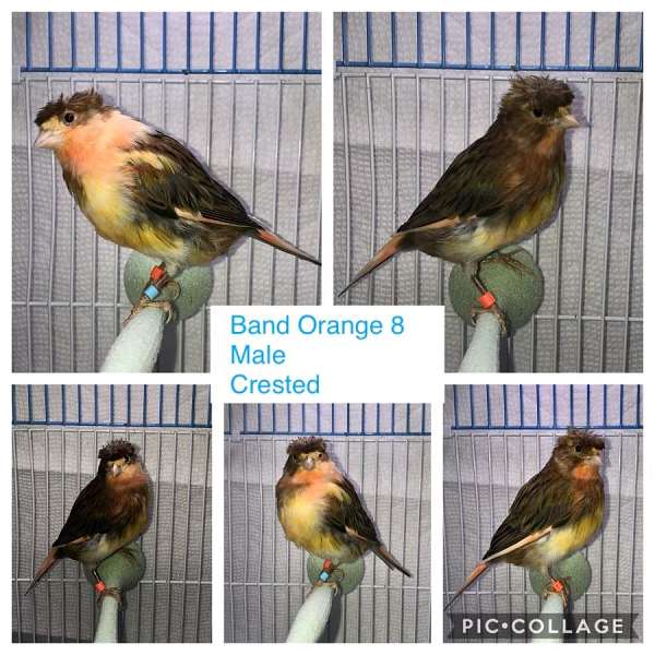 brown-red-canary-crested-canary-for-sale