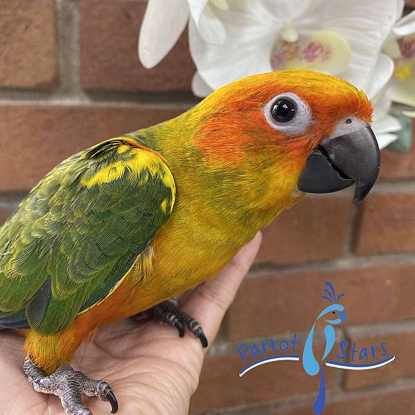 Baby Sun Conure Available at Parrot Stars