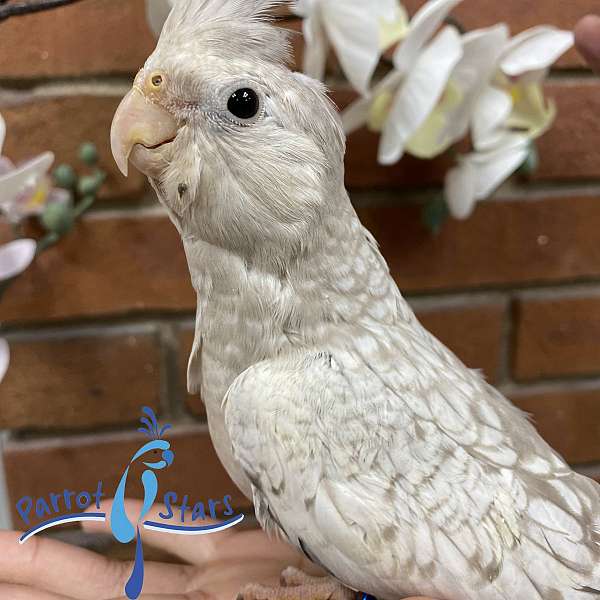 cockatiel-for-sale