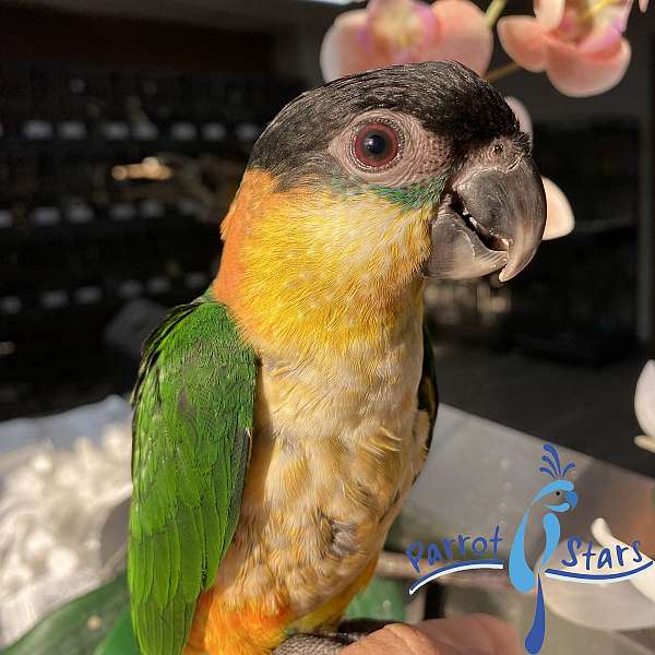 black-headed-caique-for-sale-in-arlington-heights-il