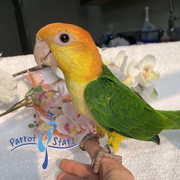 white-bellied-caique-for-sale