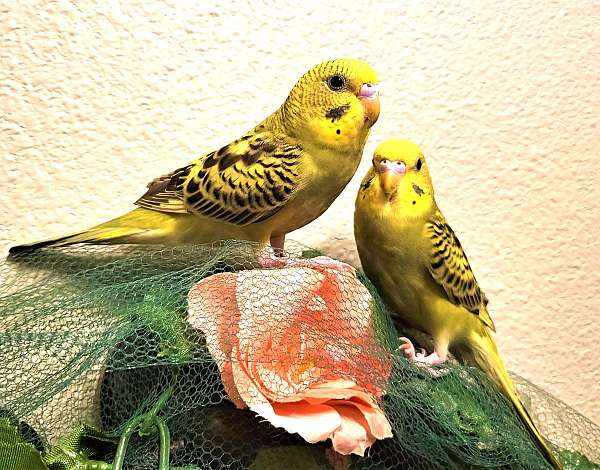 budgerigar-parakeet-for-sale-in-granbury-tx