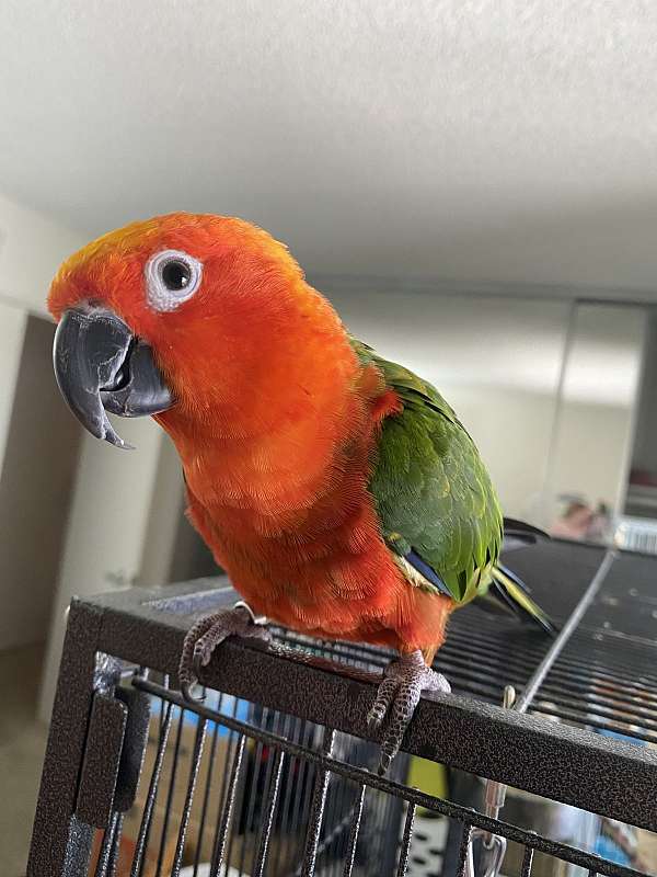 sun conure