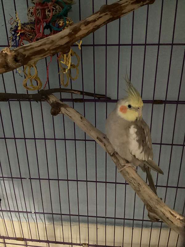 cockatiel-for-sale