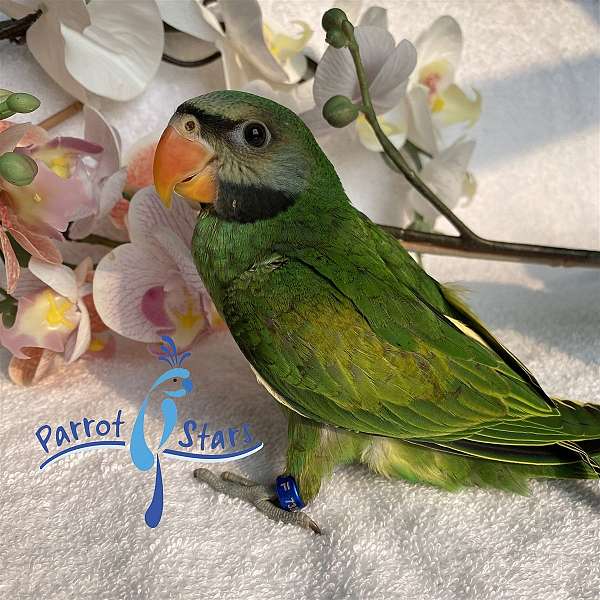 parakeet-for-sale