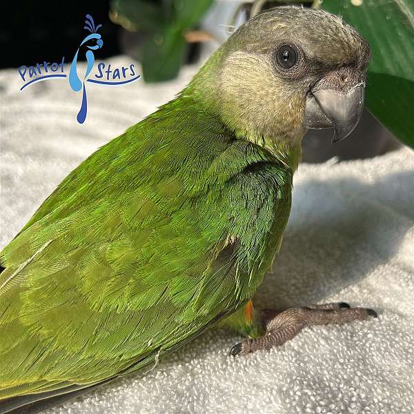 senegal-poicephalus-parrots-for-sale