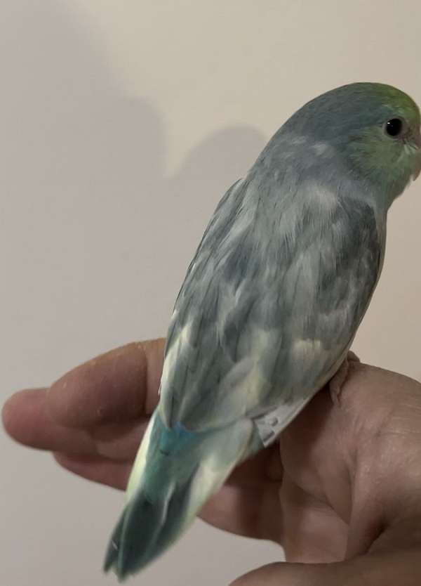 handfed-rare-parrotlet-for-sale