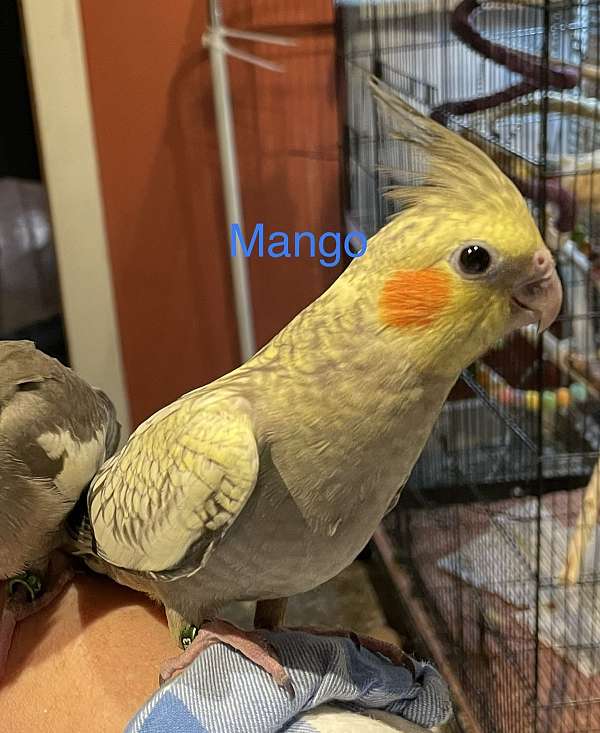 cockatiel-for-sale-in-chester-nh