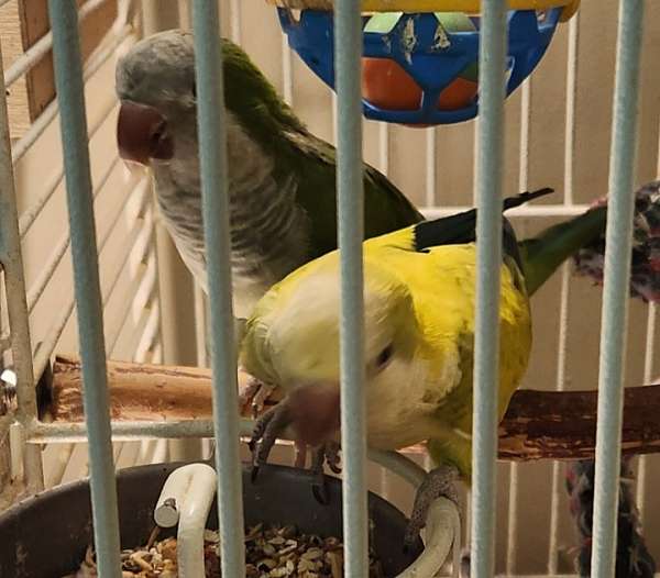 tame-bird-for-sale-in-chestertown-md