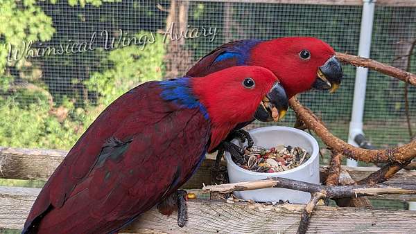 eclectus-parrots-for-sale-in-elizabethtown-ky