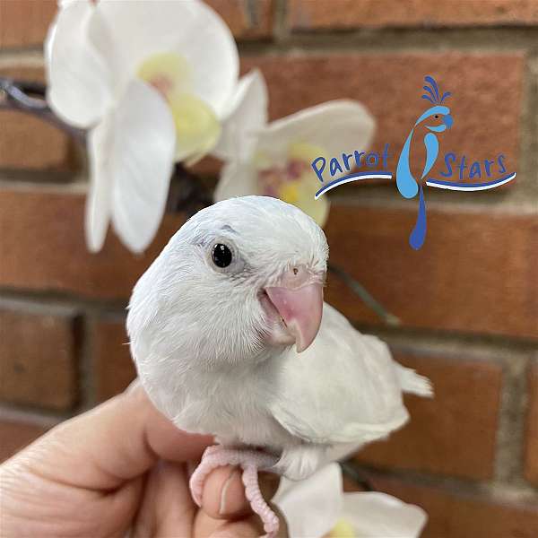 parrotlet-for-sale