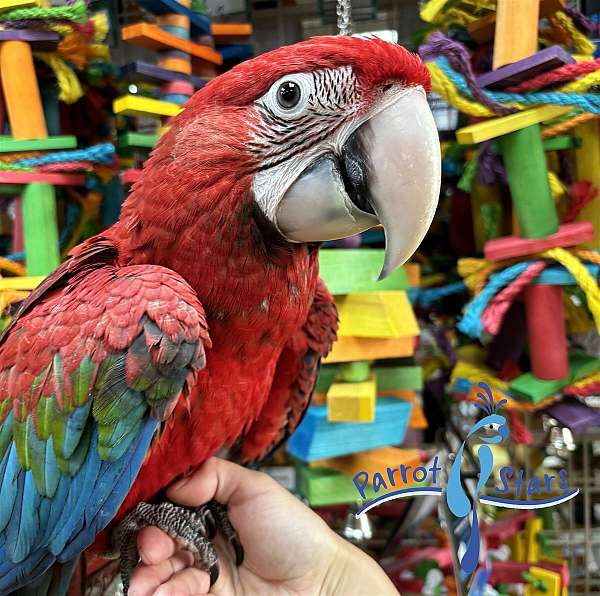 green-wing-macaw-for-sale