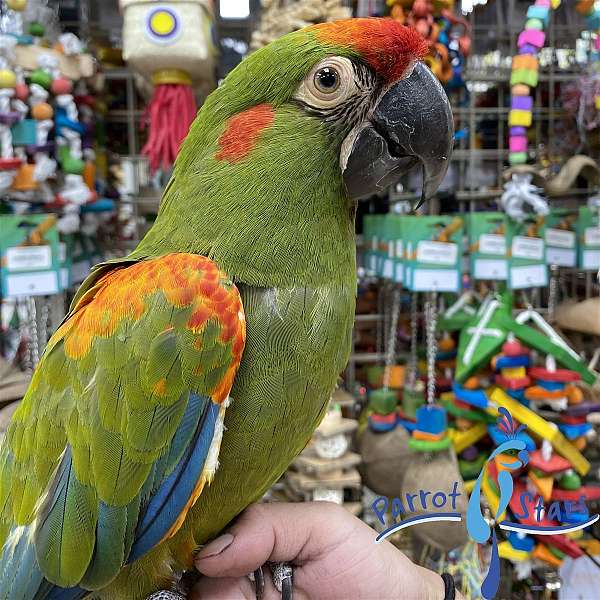 talking-red-front-macaw-for-sale