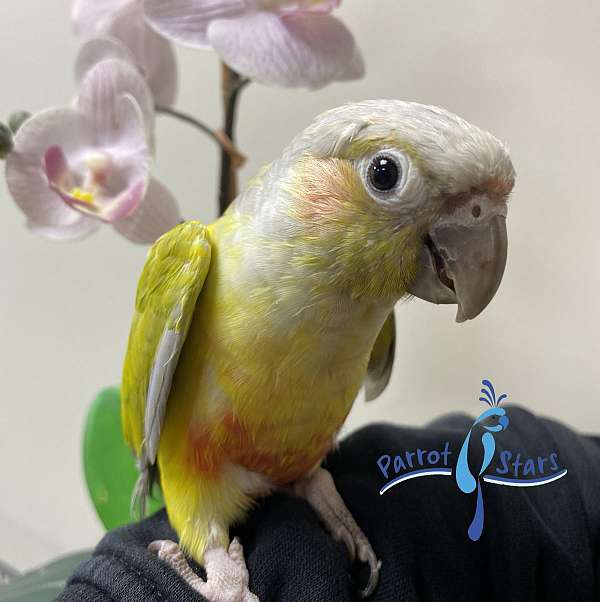 Baby Dilute Green Cheek Conure Available at Parrot Stars