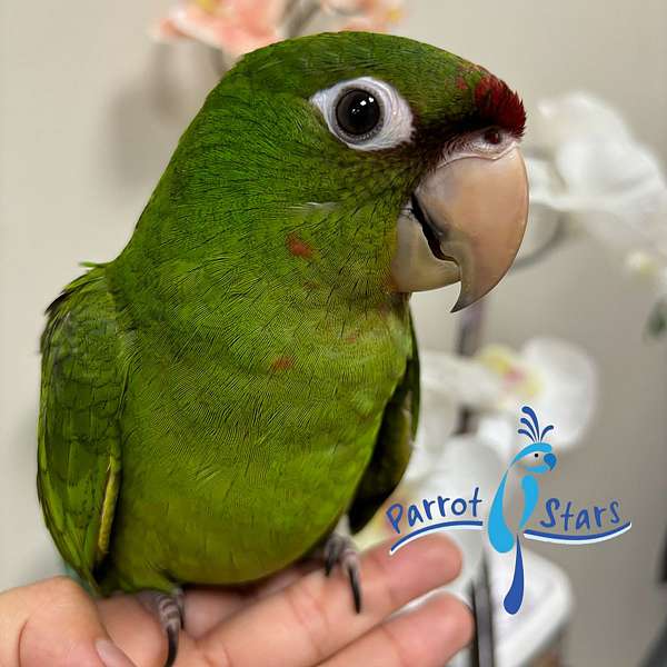 handfed-mitred-conure-for-sale