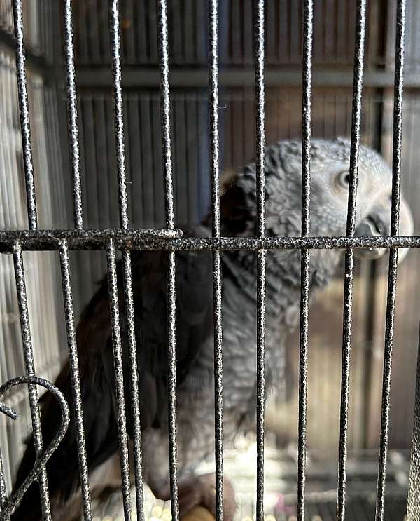 cute-timneh-african-grey-parrot-for-sale