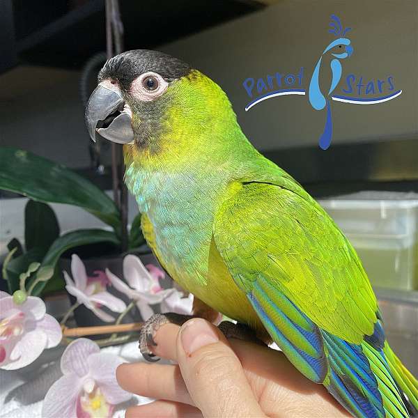 female-nanday-conure-for-sale