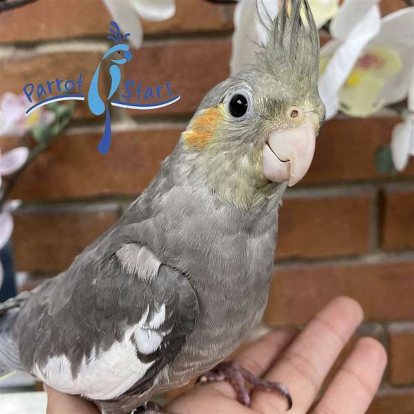 cockatiel-for-sale