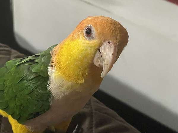 Hand raised male white bellied Caique