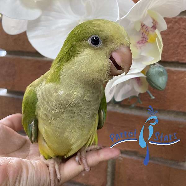 quaker-parrots-for-sale