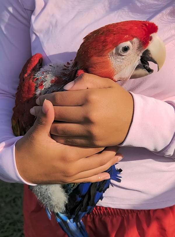 scarlet-macaw-for-sale-in-dade-city-fl