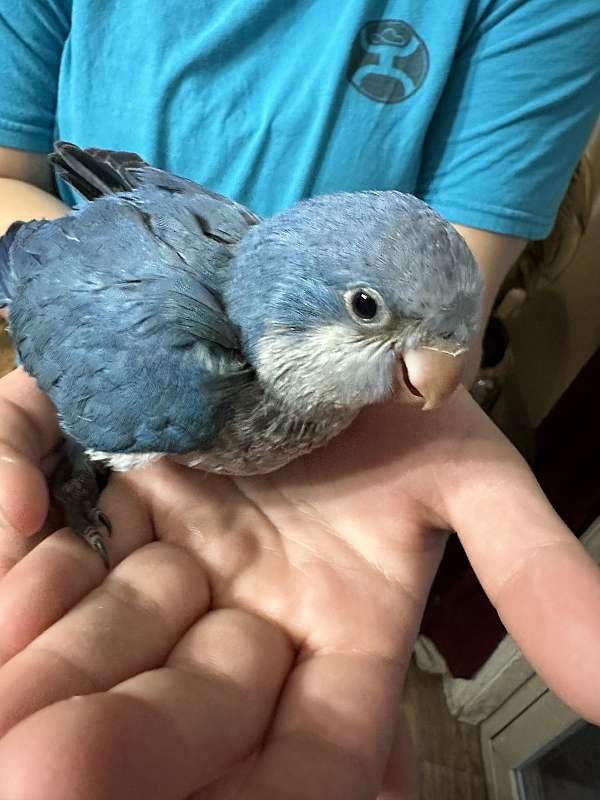 quaker-parrots-for-sale-in-payette-id