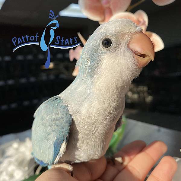 quaker-parrots-for-sale