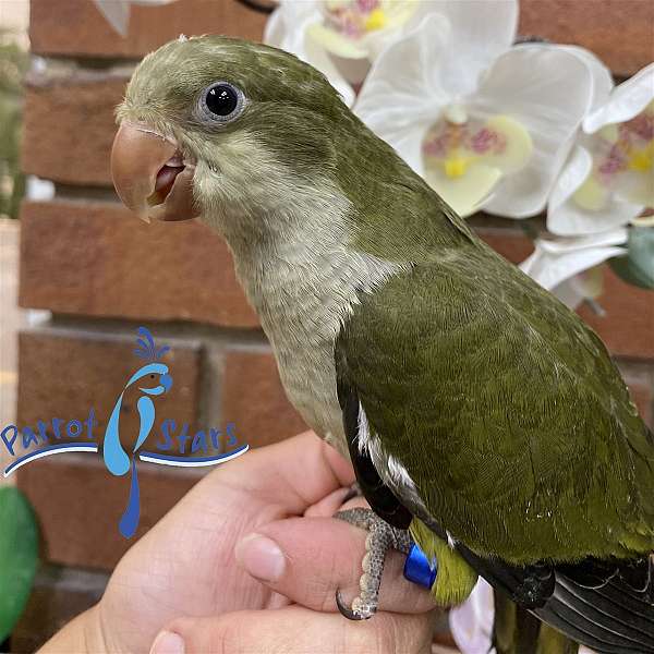 quaker-parrots-for-sale