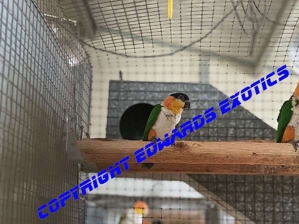 black-headed-caique-for-sale