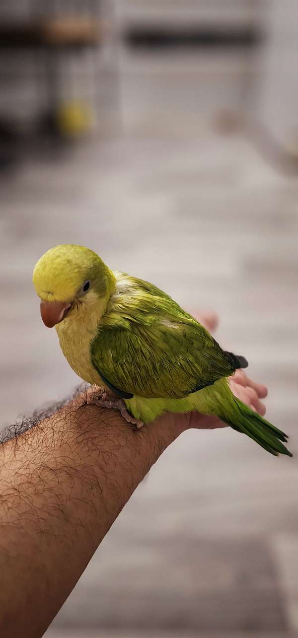 quaker-parrots-for-sale-in-rowlett-tx