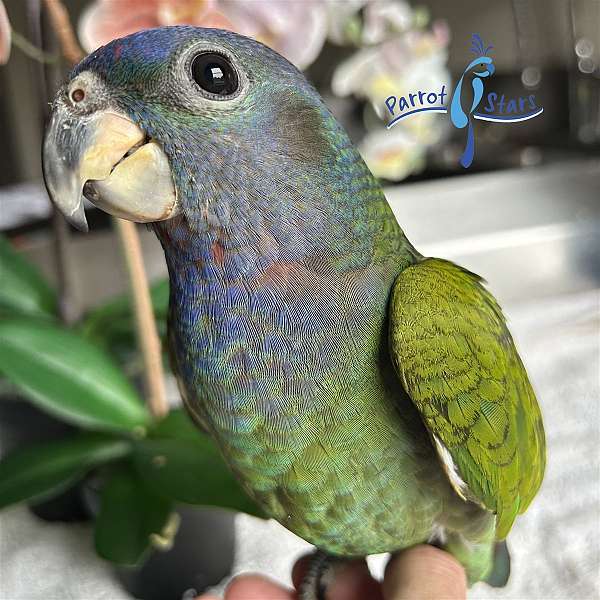 rare-blue-headed-pionus-parrots-for-sale