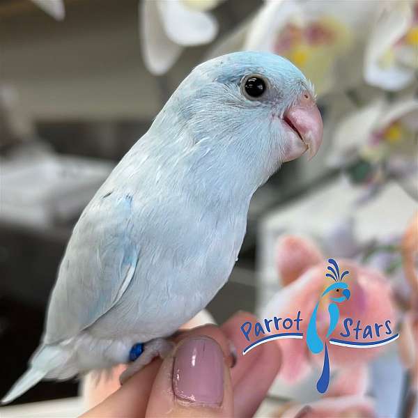 parrotlet-for-sale