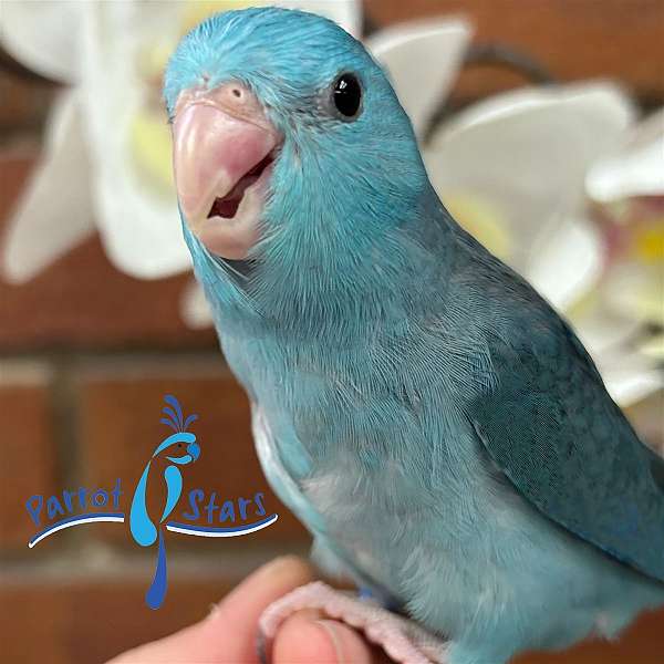 parrotlet-for-sale