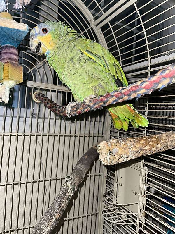 blue-front-amazon-parrot-for-sale