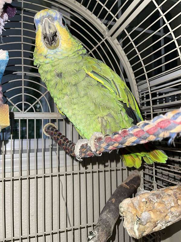 blue-green-blue-front-amazon-parrot-for-sale