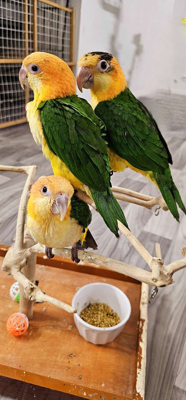 white-bellied-caique-for-sale-in-irving-tx