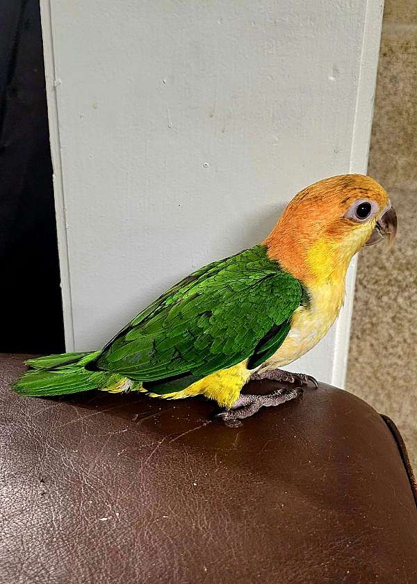 caique-white-bellied-caique-for-sale-in-irving-tx