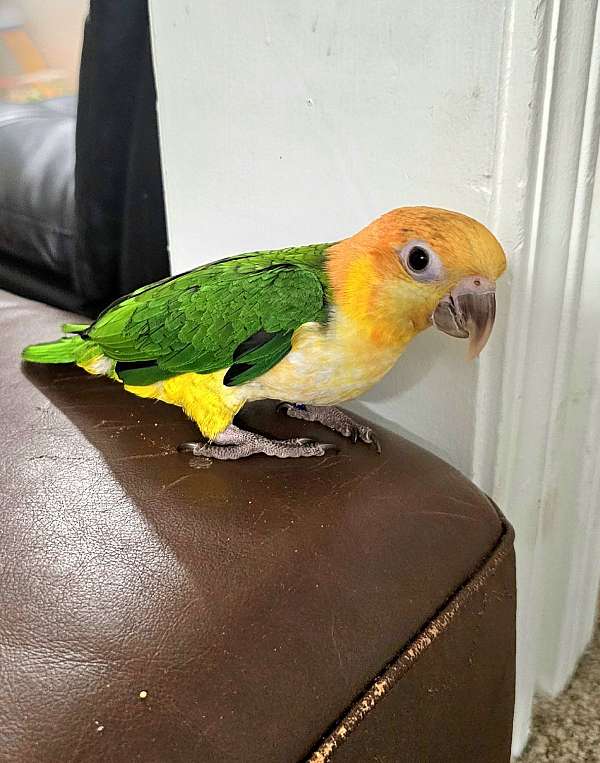 playful-tame-caique-white-bellied-caique-for-sale